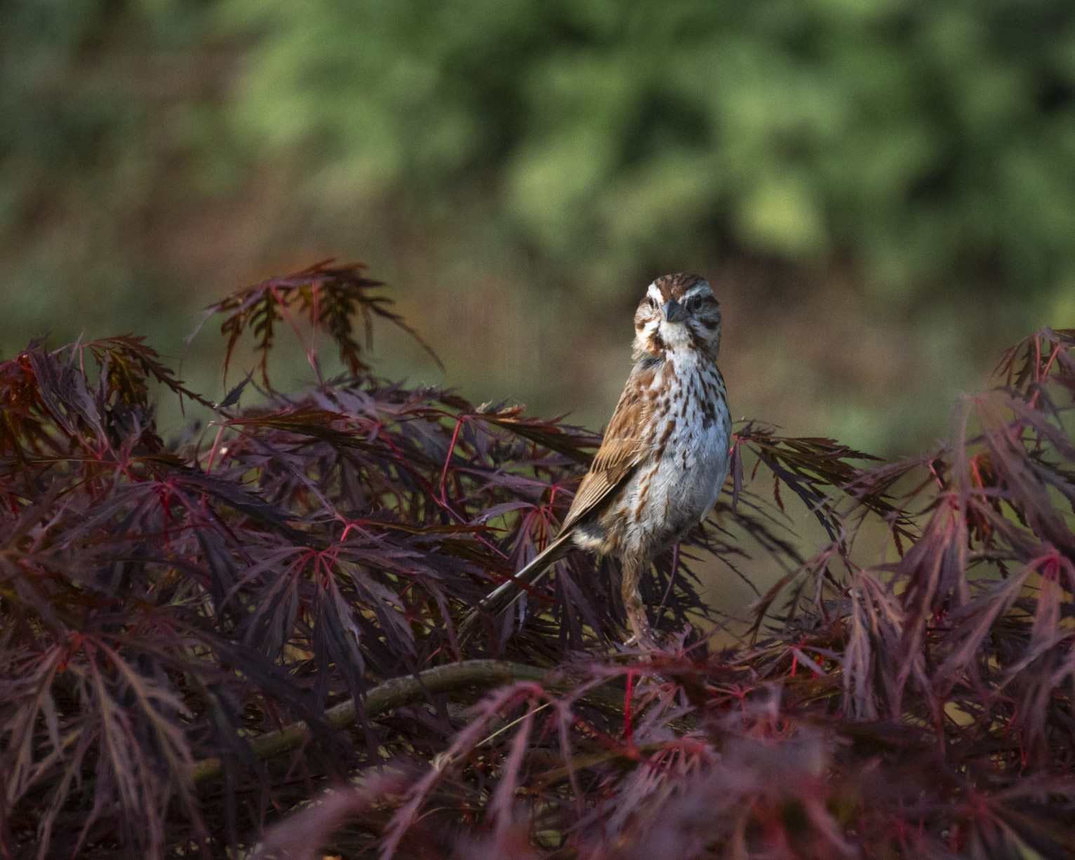 A song sparrow lifts up its head dramatically from its perch on a Japanese maple